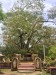 Boddhi tree - strom, pod kterým Buddha dospěl k osvícení 